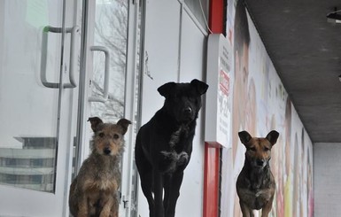 В приютах Донецка брошенные собаки от голода насмерть загрызают друг друга