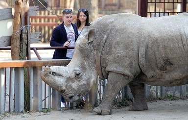 В Англии носорог изувечил работника зоопарка