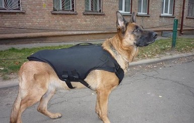 Собакам в зону АТО отправили бронежилеты