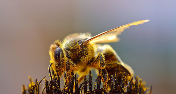 В США пожилого мужчину атаковали сотни пчел