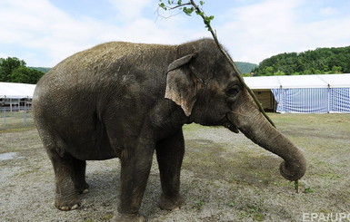 Супруги из Бельгии решили построить дом для стареющих слонов