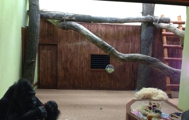 Как Хайден Панеттьери помогла киевской горилле переехать в новый дом 