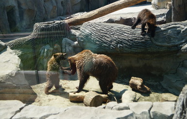 В киевском зоопарке медведи бойкотируют спячку