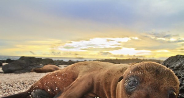 В Перу на берег выбросились 500 морских львов