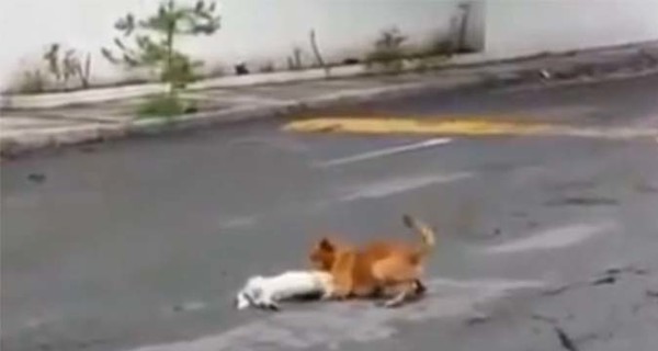 В Мексике собака попыталась оттащить погибшего друга с дороги