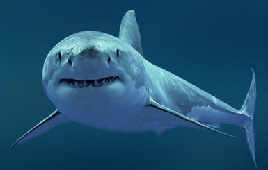 Африканский рыбак приручил белую акулу