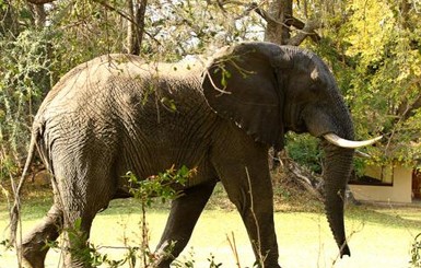 Шри-ланкийский слон оставил от паломников 