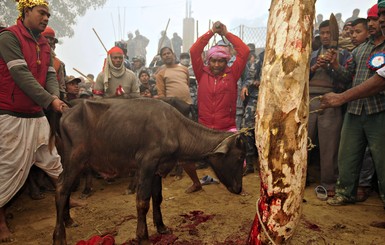 Жители деревни в Непале устроят самое кровавое жертвоприношение в истории