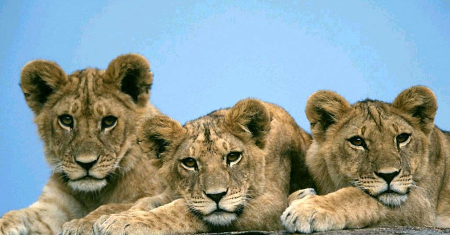 В Херсонской области родились трое берберских львят