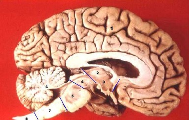 Китайские медики обнаружили в мозге мальчика гигантского паразита