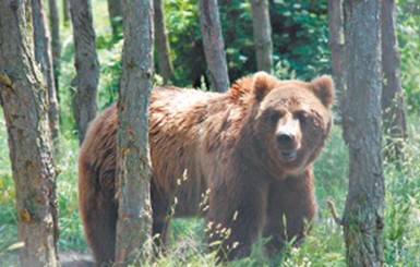 Медведи вернулись в Чернобыль через 100 лет