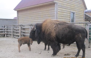 В бердянском зоопарке родился малыш бизона
