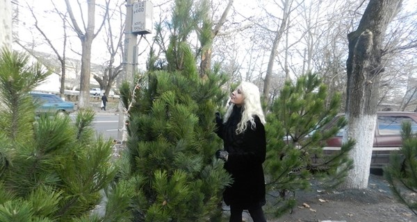 В Харькове елки будут продавать по прошлогодним ценам