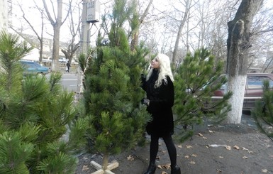 В Харькове елки будут продавать по прошлогодним ценам