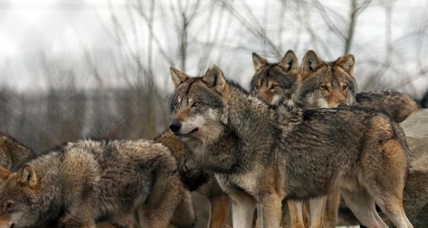 Из зоны АТО массово бегут волки, бобры и кабаны