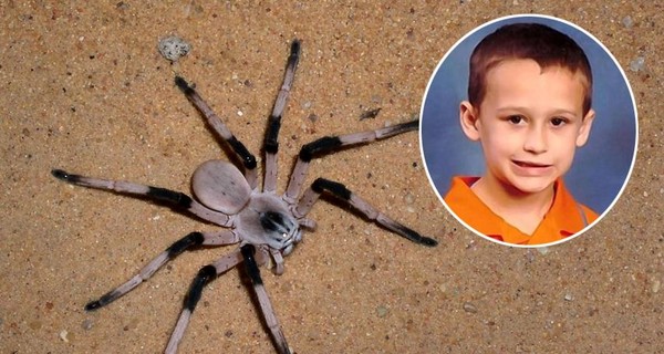 В США паук убил мальчика накануне Дня благодарения