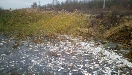 Берега Днепр в Херсоне усеяны тушками мертвой рыбой