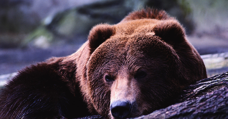 В Норильске железнодорожники сбили медведя с криками: 
