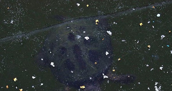 В Одессе под замерзшим озером остались черепахи
