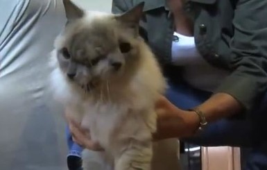  Старейший в мире двуликий кот умер от рака