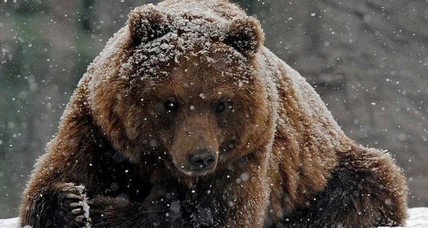 Российский машинист за наезд на медведя может сесть в тюрьму