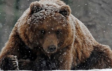 Российский машинист за наезд на медведя может сесть в тюрьму
