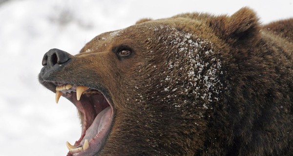 В США после столкновения с медведем погибли люди