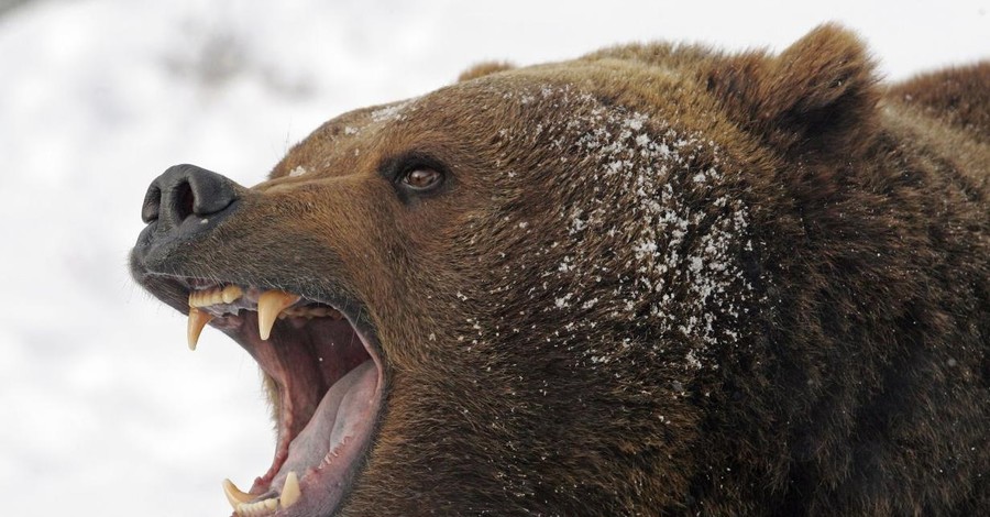 В США после столкновения с медведем погибли люди