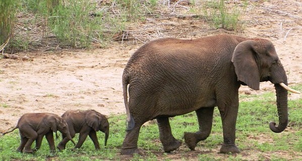 В Южной Африке родились уникальные слонята-близнецы