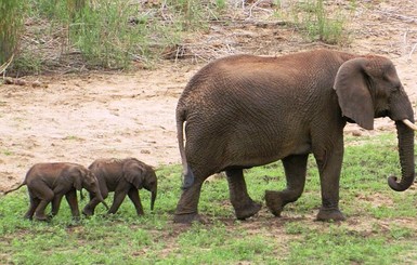 В Южной Африке родились уникальные слонята-близнецы