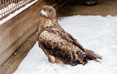 Зима в запорожском зоопарке: носух переселили в домики, а страусы гуляют по снегу
