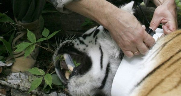 Выпущенные Путиным тигры  нападают в Китае на коз и кур