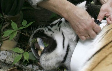 Выпущенные Путиным тигры  нападают в Китае на коз и кур