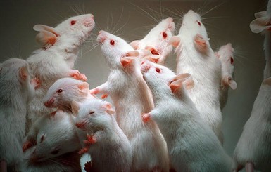 У жительницы США в доме завелись сотни белых крыс