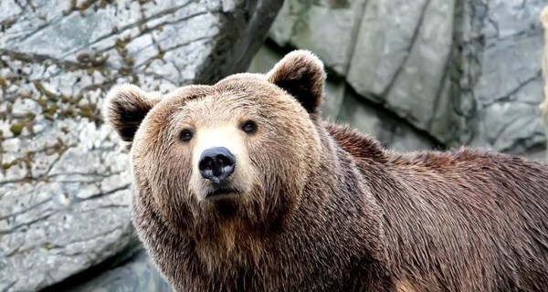 Прокурор: машинист поезда в Норильске сбил медведя умышленно