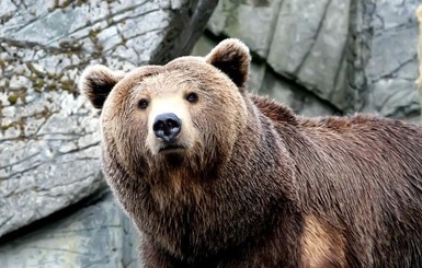 Прокурор: машинист поезда в Норильске сбил медведя умышленно
