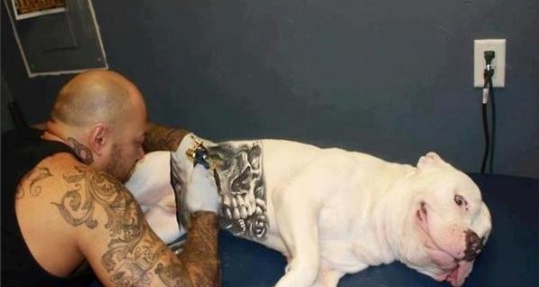 В США запретили делать домашним животным татуировки и пирсинг