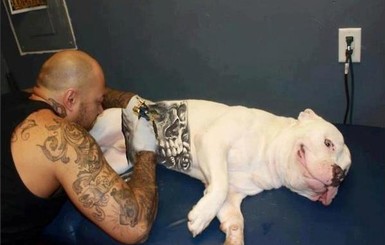 В США запретили делать домашним животным татуировки и пирсинг