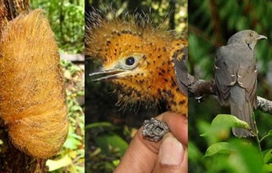 Амазонские птицы притворяются гусеницами, чтобы выжить