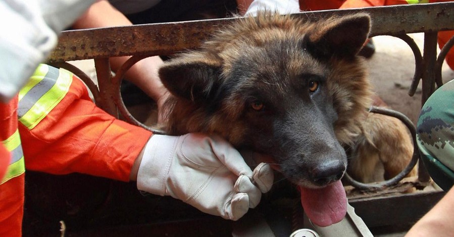 В Киеве спасли собаку, застрявшую головой в заборе