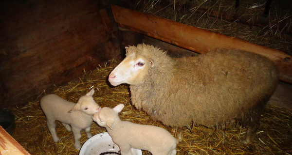 Во Львове овцы из музея любят фотографироваться, а Тереза из экоцентра требует деликатесов