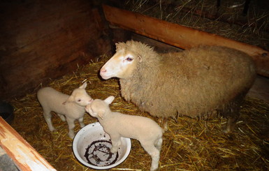 Во Львове овцы из музея любят фотографироваться, а Тереза из экоцентра требует деликатесов