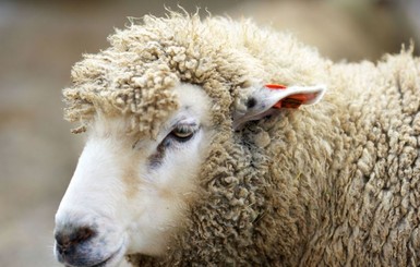 В Швейцарии поезд сбил 33 овцы
