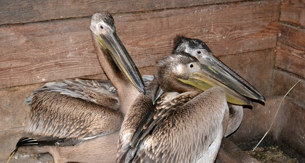 На речке под Житомиром  спасли замерзающих пеликанов 