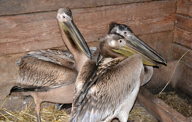 На речке под Житомиром  спасли замерзающих пеликанов 