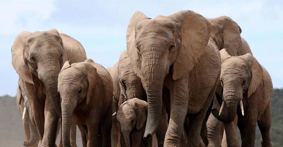 В Зимбабве собираются устроить распродажу слонов