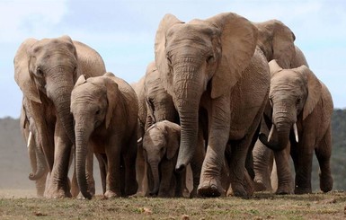 В Зимбабве собираются устроить распродажу слонов