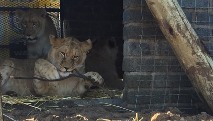 Львы прибыли в заповедник ЮАР
