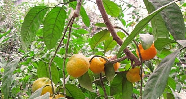 В канун Нового года в Донецке созрел небывалый урожай мандаринов