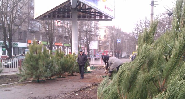 В Днепропетровске пропали елки